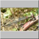 Lestes viridis - Weidenjungfer m06.jpg